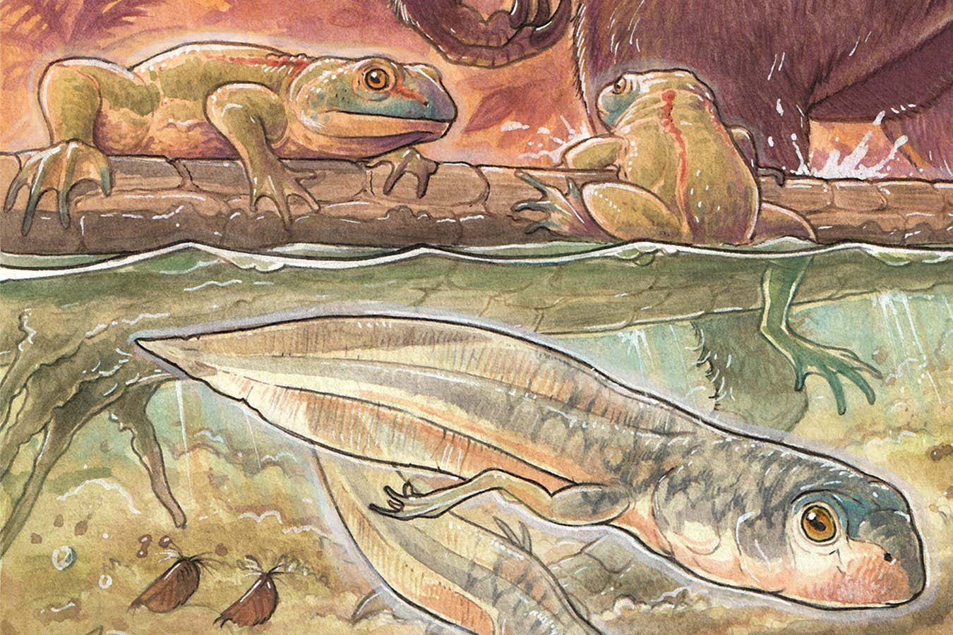 Illustration of tadpoles and adults of the species Notobatrachus degiustoi