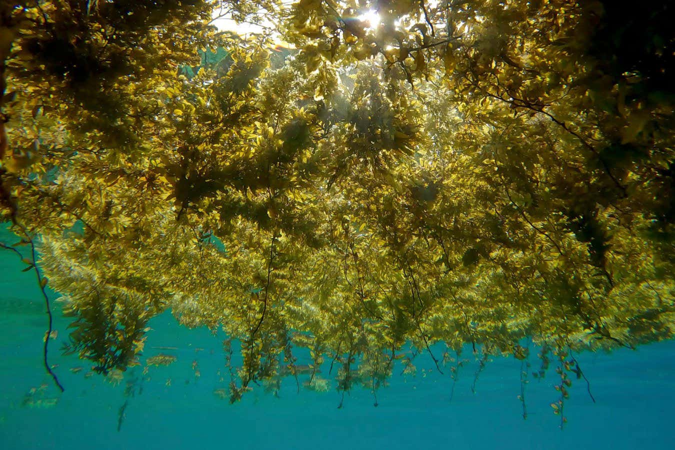 2M2WTDW Islands of floating algae. Seaweed Brown Sargassum floating on surface of the water, sun's rays breaking through the thick grass. Underwater shot