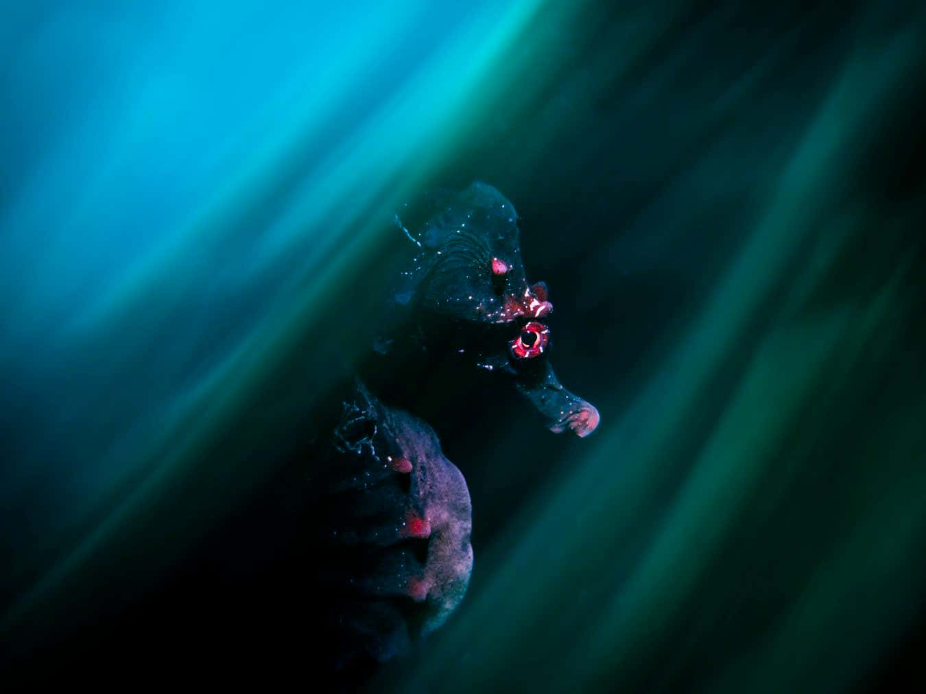 -Pot-bellied Seahorse-CUPOTY 6