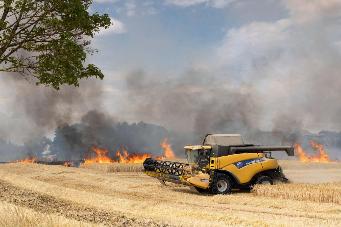 2XG07H7 Harvesting machine on the verge of flames, following a period of extreme heat, a fire ravages a field of cereals, barley in the foreground and wheat i