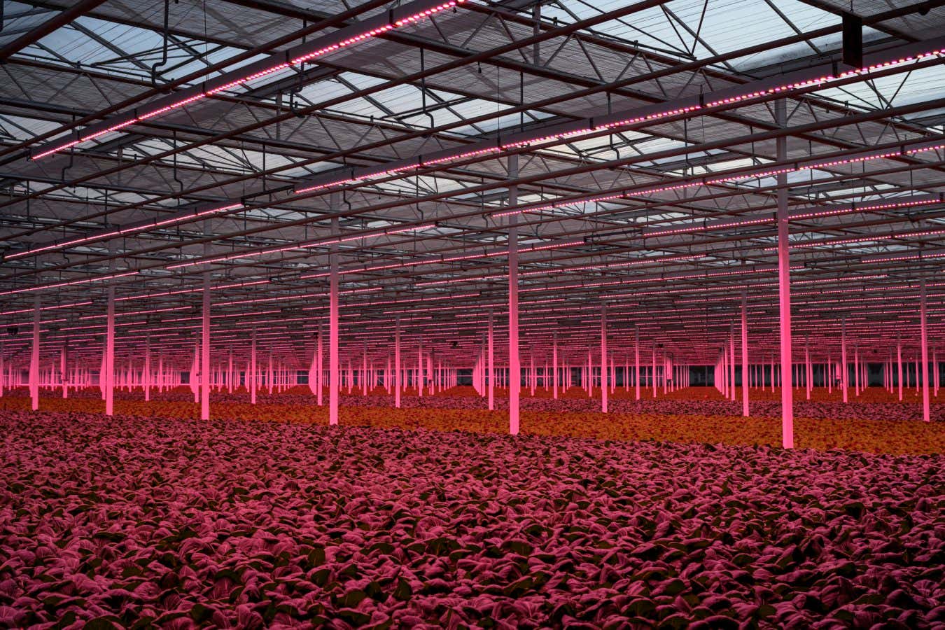 Kadir van Lohuizen / NOOR Food 2021 Siberia is an innovative greenhouse where lettuce on water is being produced.