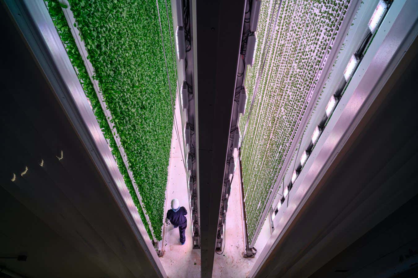 Kadir van Lohuizen / NOOR ?Food for thought? 2021 - 2022 USA May 2023 Plenty is a new vertical farm located in Compton, Los Angeles. They grow lettuce and other leafy greens in a farm of about a hectare. Annual production is suppose to reach 4-5 million pounds / year. The farm is highly automated, here the seedlings are planned by robots. There was a one billion dollar investment to realise this farm, partly by Walmart who is also selling there produce.