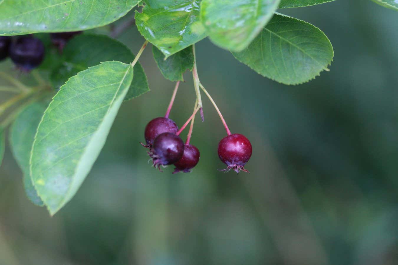 closeup of Berry from the juneberry