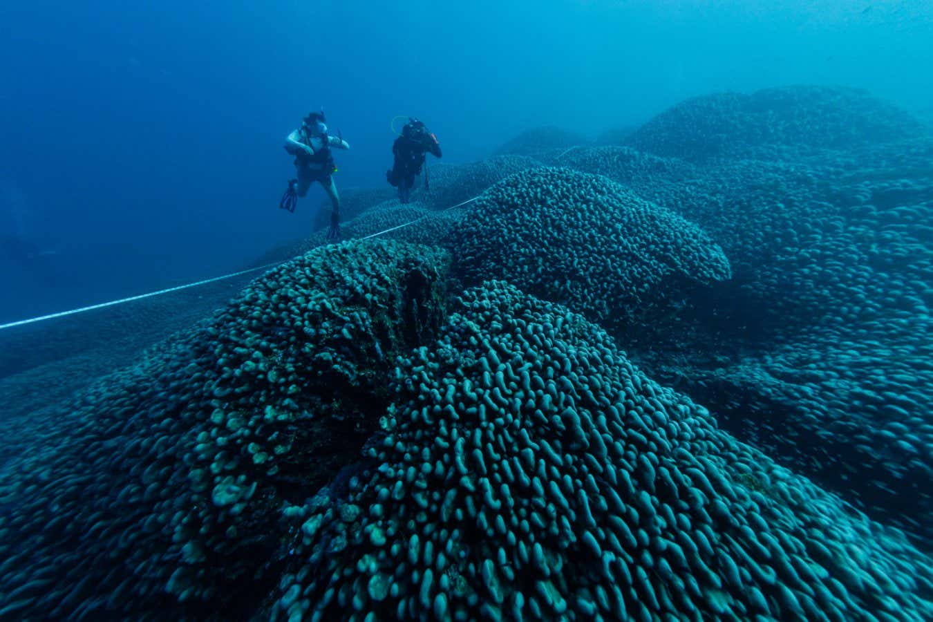 World's largest coral discovered by accident