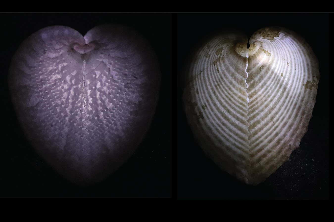 Heart cockle shells illuminated from within to show the transparent windows in their shells
