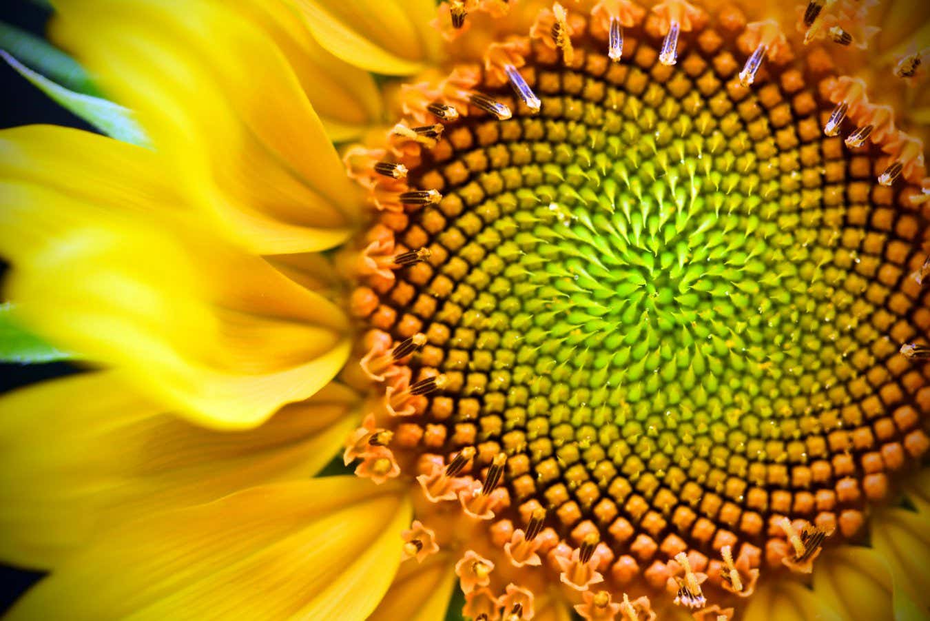 C0TPTP Beautiful yellow sunflower macro