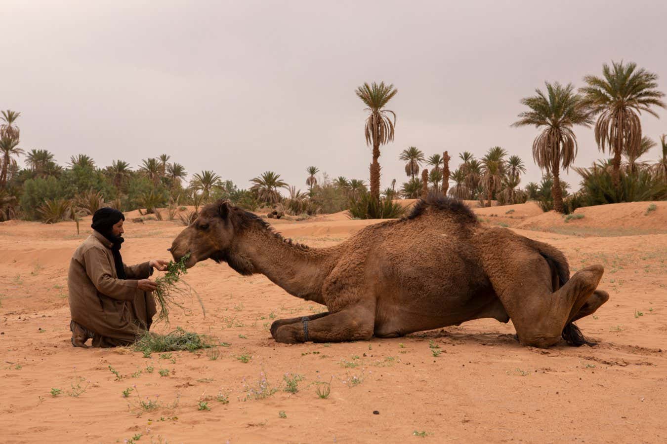 Morocco - M?hamid - A villager feeds his camel with herbs picked in the dry river bed of the Draa.