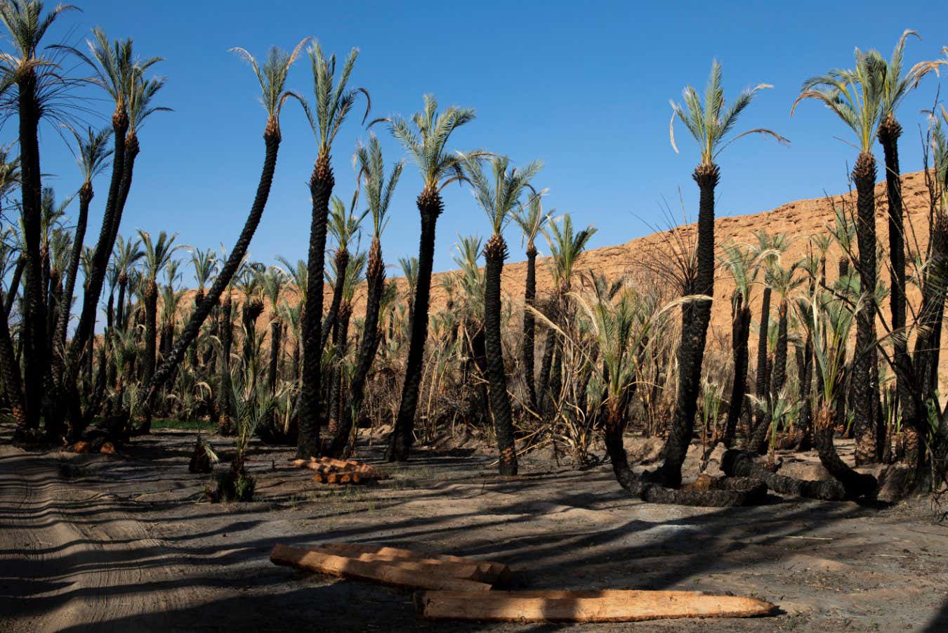 Morocco - Tafilalt Oasis - On July 2019 a wildfire spread over 3km across the palm grove burning more than 10,000 trees of which 2500 were palm trees. Summer wildfires are due to a combination of extreme temperatures and lying dead trees. which can easily catch fire in the summer months.
