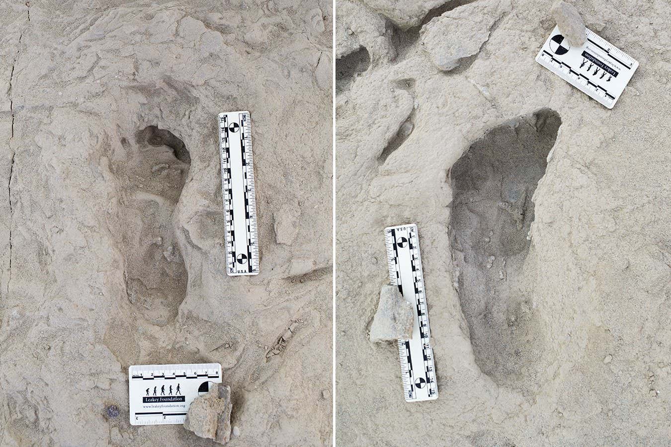 Comparison between fossil footprints thought to be from Homo erectus and Paranthropus boisei