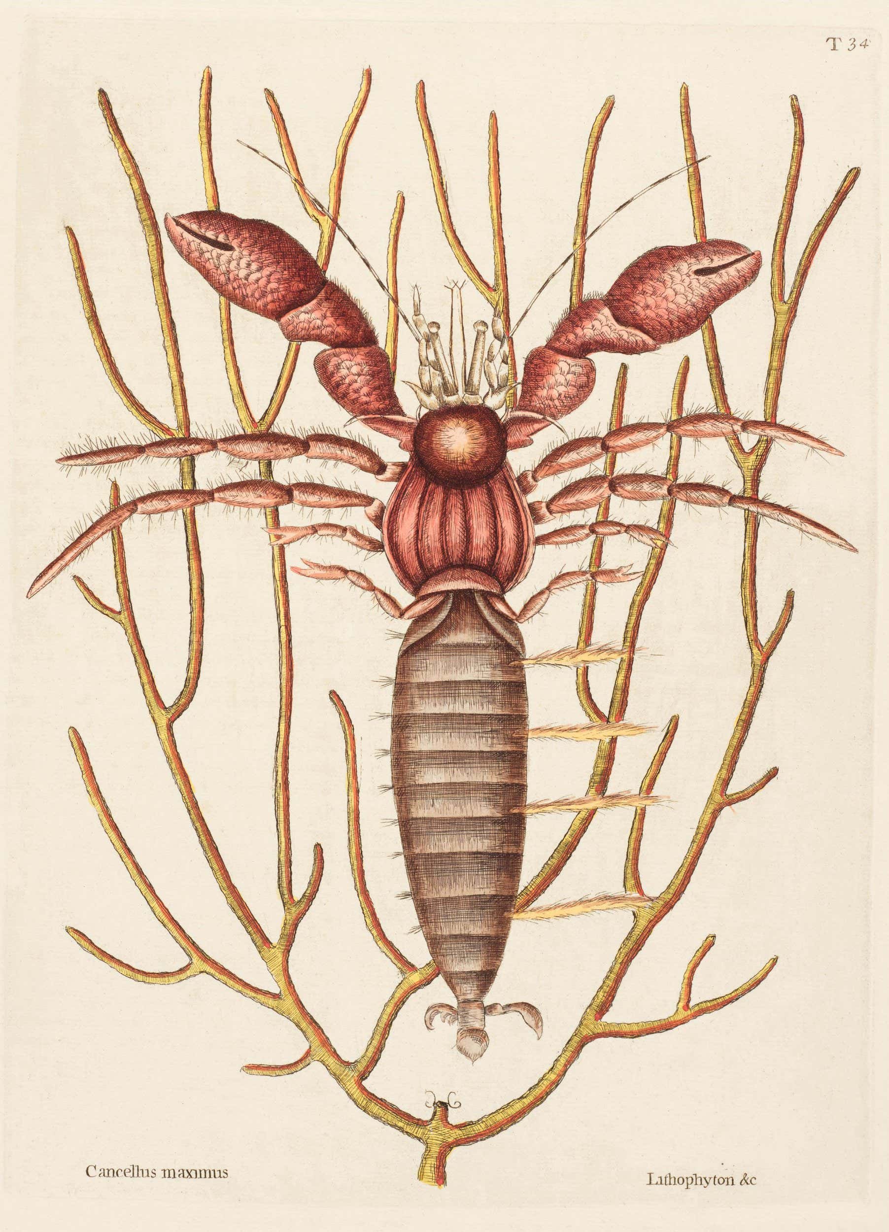 134 left Giant hermit crab (Petrochirus diogenes); probably angular sea whip (Pterogorgia anceps) (vol. 2, t. 34)