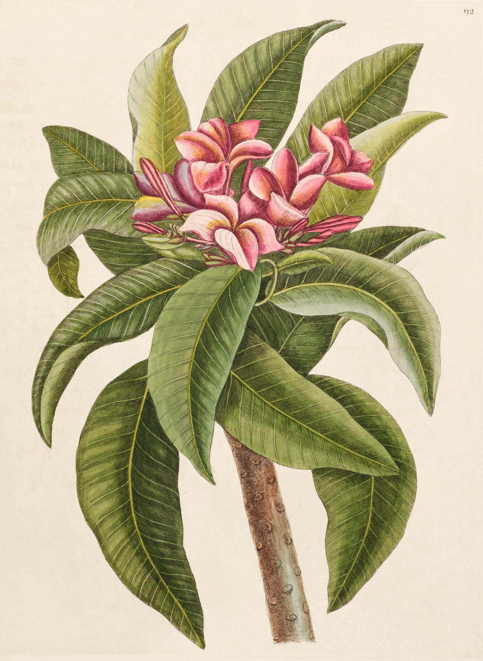 192 above Spanish jasmine (Plumeria rubra) (vol. 2, t. 92)