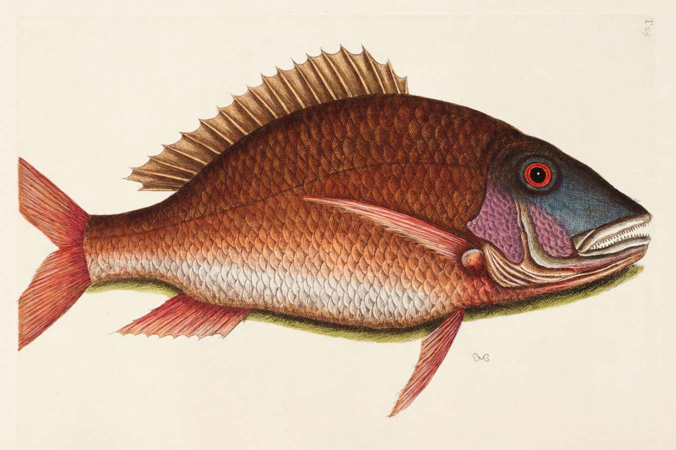 125 Mutton snapper (Lutjanus analis) (vol. 2, t. 25)