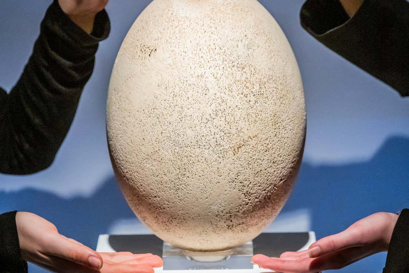 Mandatory Credit: Photo by Guy Bell/Shutterstock (14956387c) A Large Elephant Bird Egg, Madagascar, Pre-17th Century, Estimate GBP 30,000 - GBP 50,000 - part of the Science Fiction and Fantasy sale - Preview of highlights of Christie's Classic Week sales including items spanning antiquity to the 21st century. The auctions running until 12 December. Highlights of Christie's Classic Week sales., King Street, London, UK - 29 Nov 2024