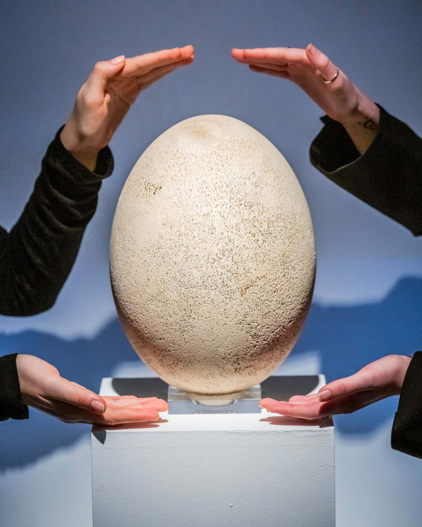 Mandatory Credit: Photo by Guy Bell/Shutterstock (14956387c) A Large Elephant Bird Egg, Madagascar, Pre-17th Century, Estimate GBP 30,000 - GBP 50,000 - part of the Science Fiction and Fantasy sale - Preview of highlights of Christie's Classic Week sales including items spanning antiquity to the 21st century. The auctions running until 12 December. Highlights of Christie's Classic Week sales., King Street, London, UK - 29 Nov 2024