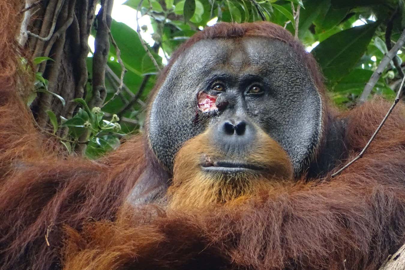 Adult male Rakus before applying a plant mesh to his wound