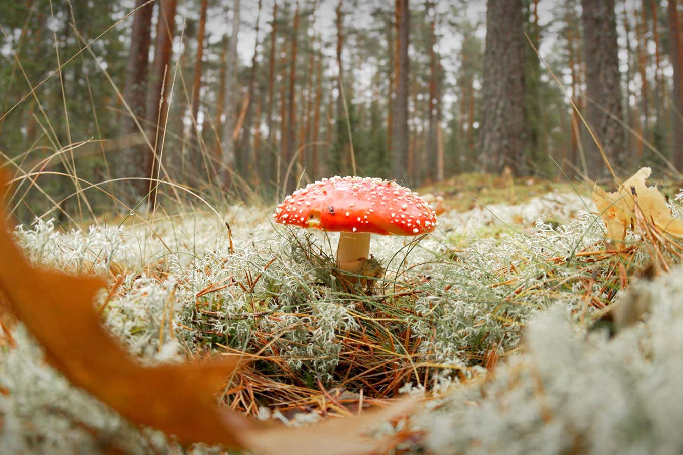 A mushroom growing in a forest