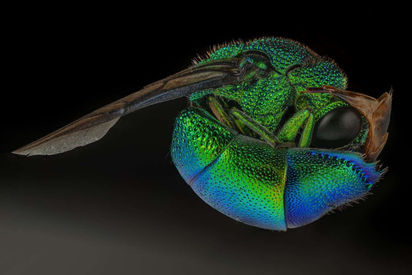 Raghuram Annadana (India) A cuckoo wasp. Cuckoo wasps are captivating insects, showcasing a dazzling array of iridescent colors.