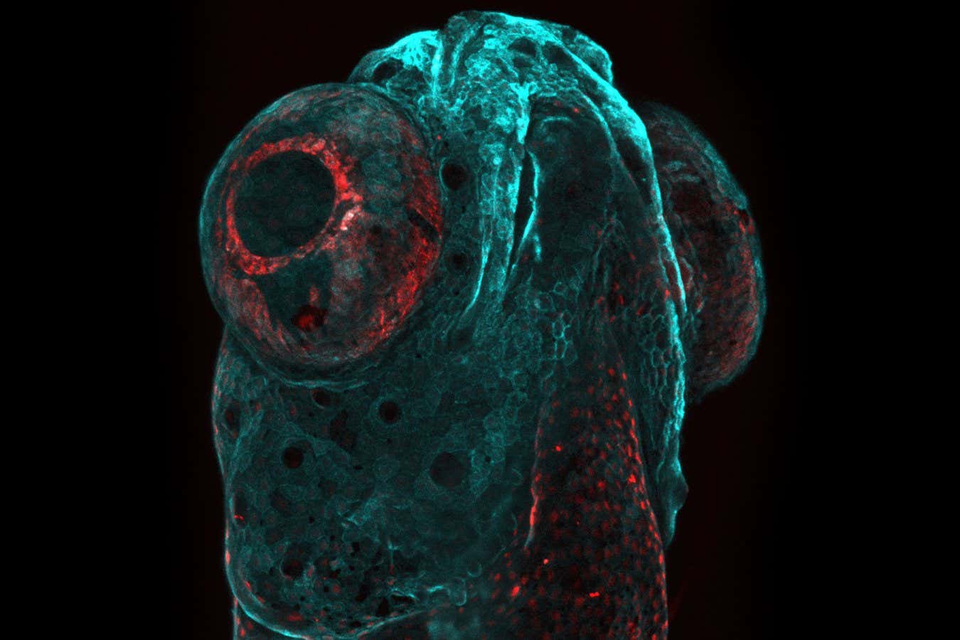 Yue Rong Tan (Taiwan) The submarine. The image is a depict of a zebrafish head covered by epithelial cells expressing the palm-mTurquoise fluorescent protein and mCherry nuclear protein.