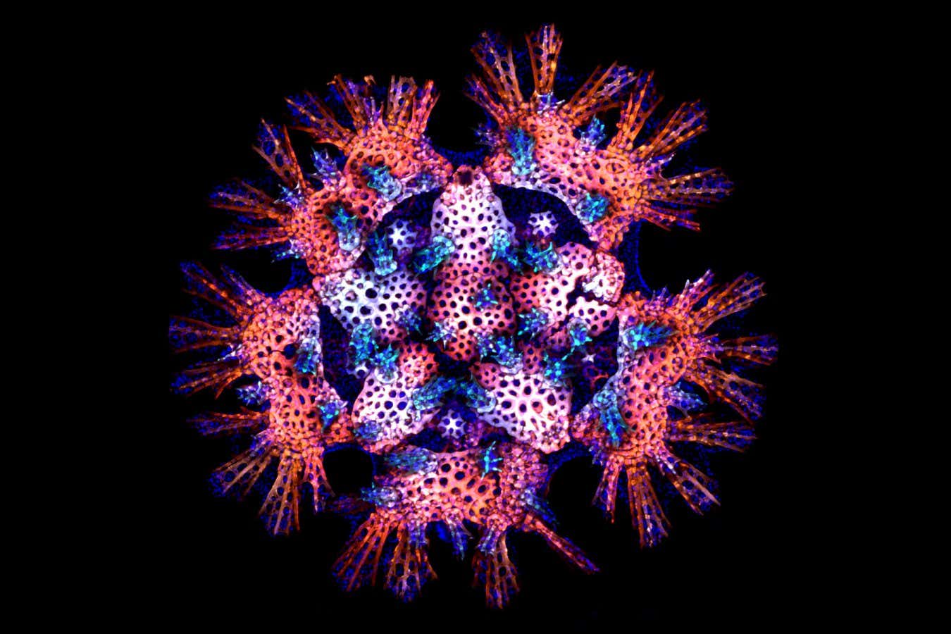 Laurent Formery (USA) Juvenile sea star skeleton. Sea star (Patiria miniata) juvenile stained with calcein and DAPI.
