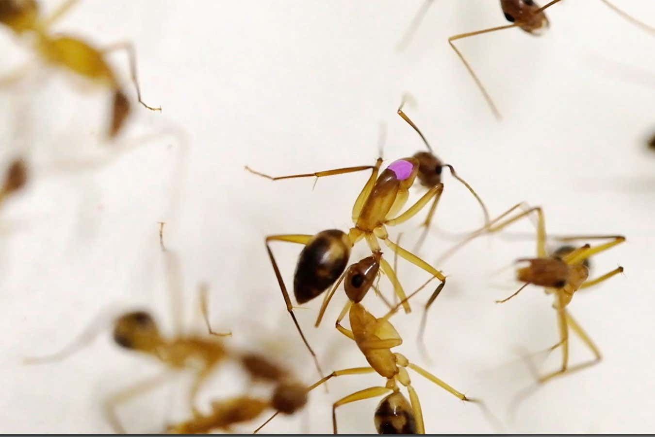 Ants perform amputations on each other
