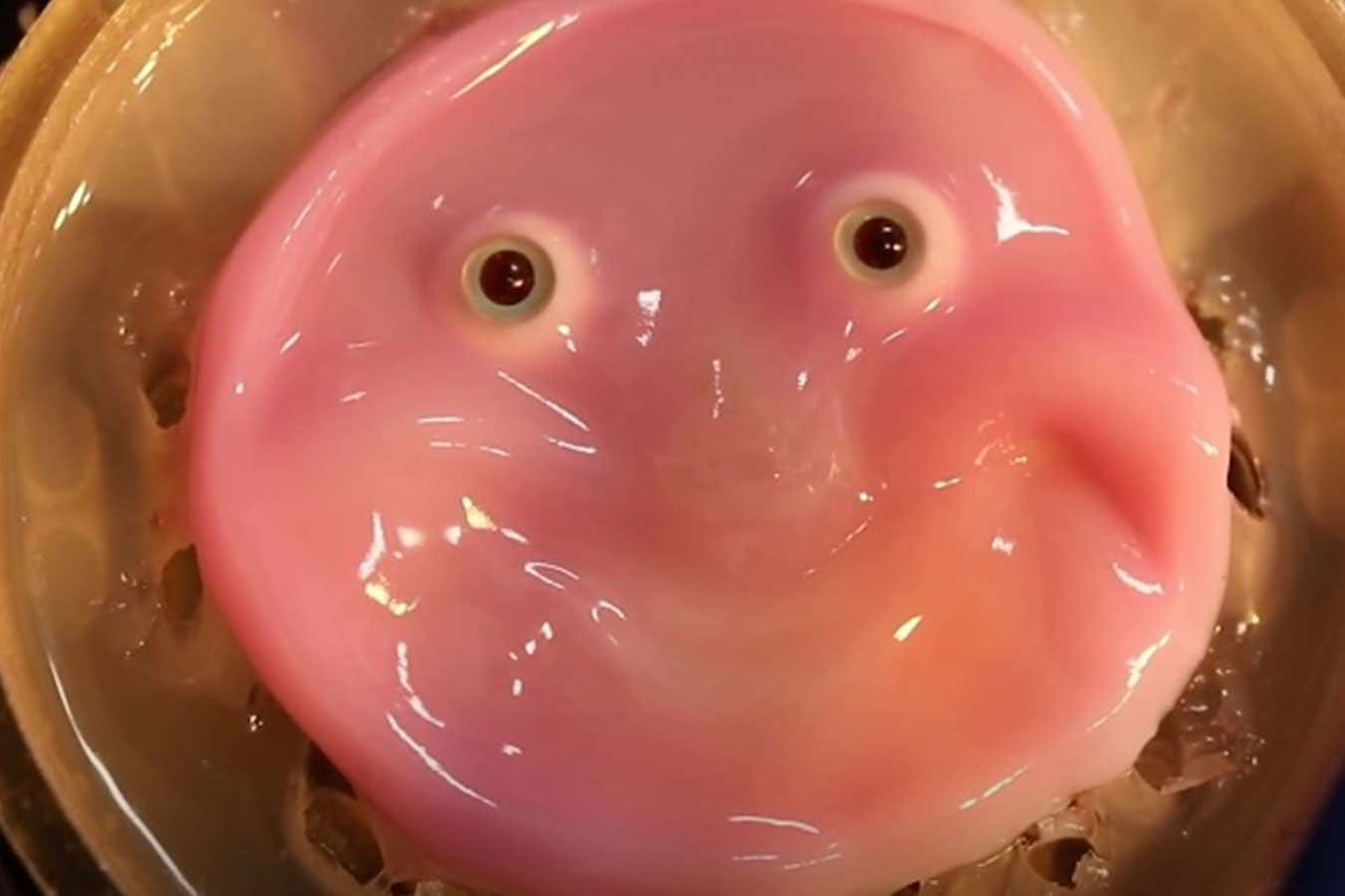 The best and weirdest photos of robots from 2024