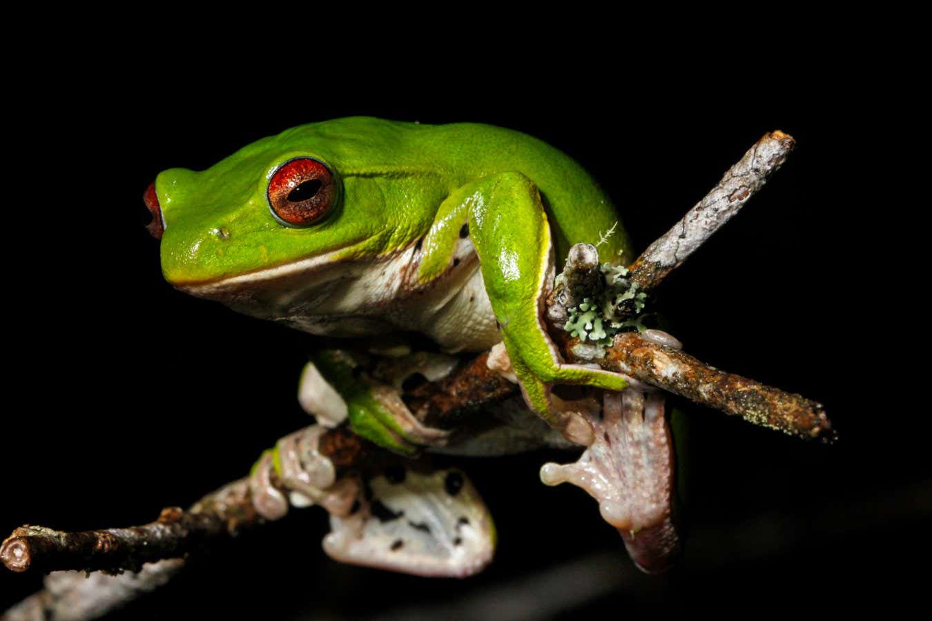 The Zhangixalus melanoleucus tree frog