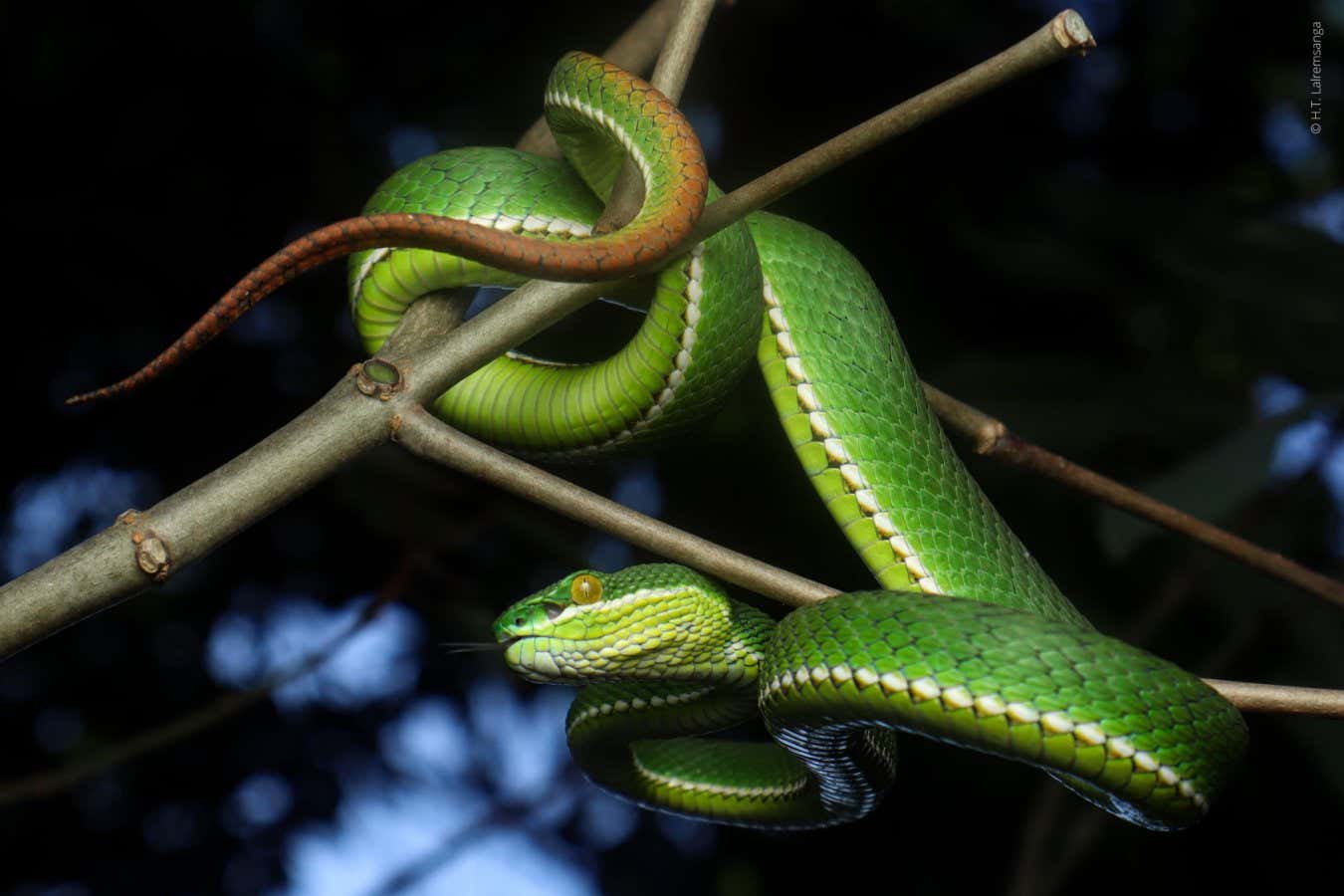 A male Trimeresurus uetzi snake