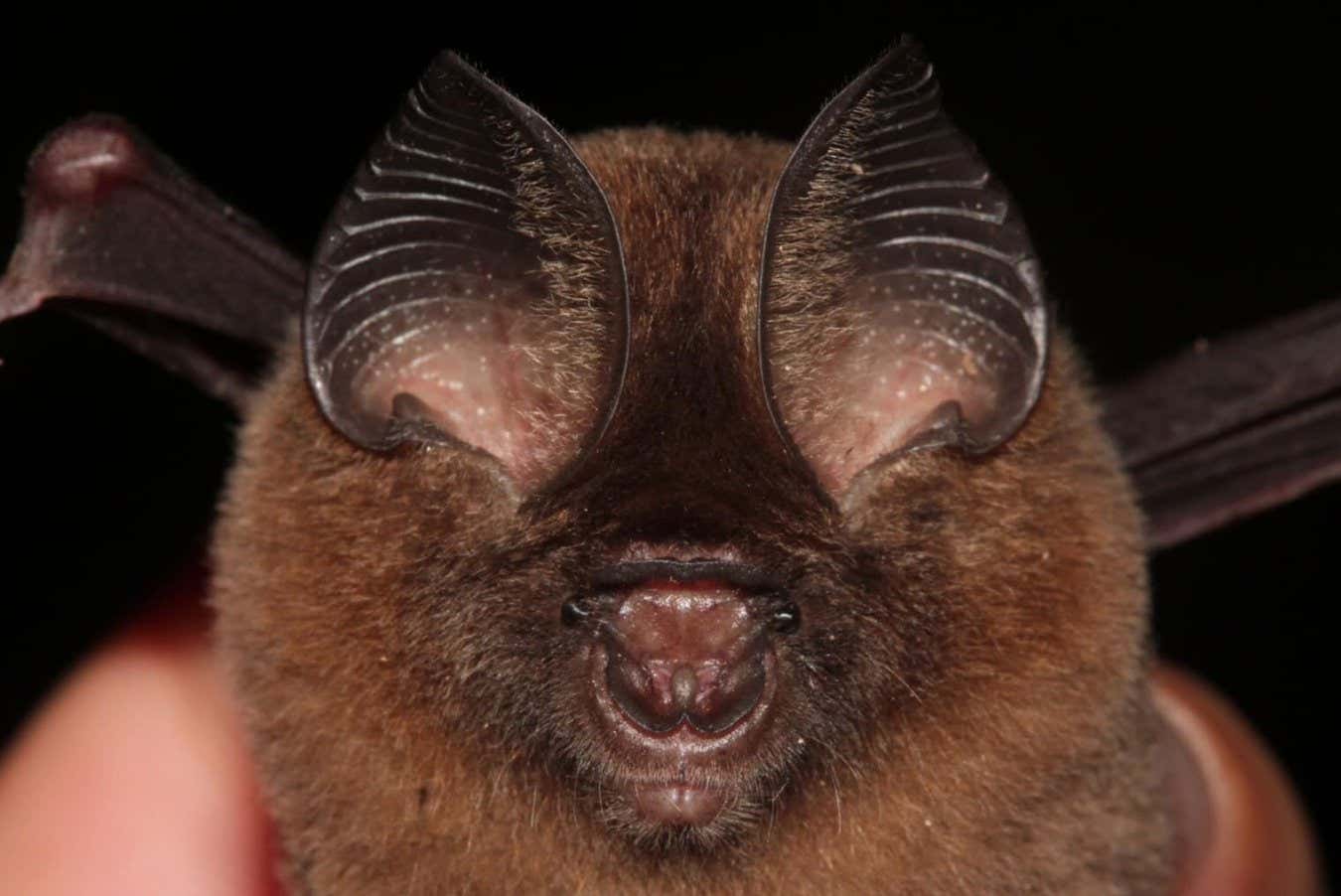 The Hipposideros kingstonae bat