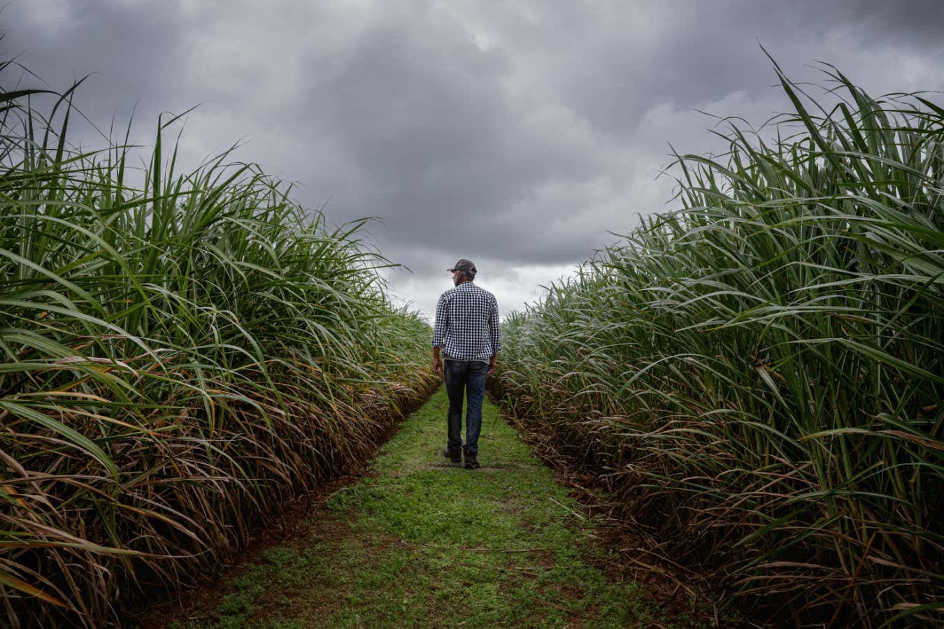 A farmer checking the quality of sugar cane plants