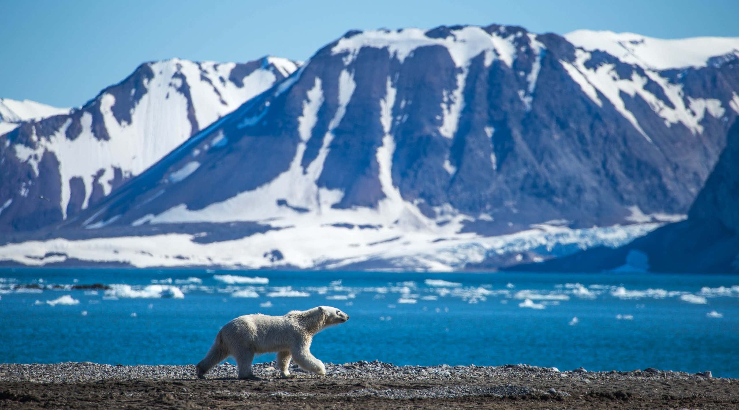 Polar bear with mountain landscape in background, south Spitsbergen, Norway