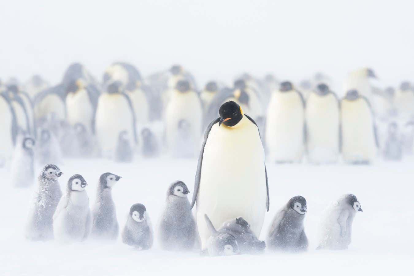 Emperor penguins (Aptenodytes fosteri) colony with chicks, age 9-12 weeks, Antarctica. Bookplate.