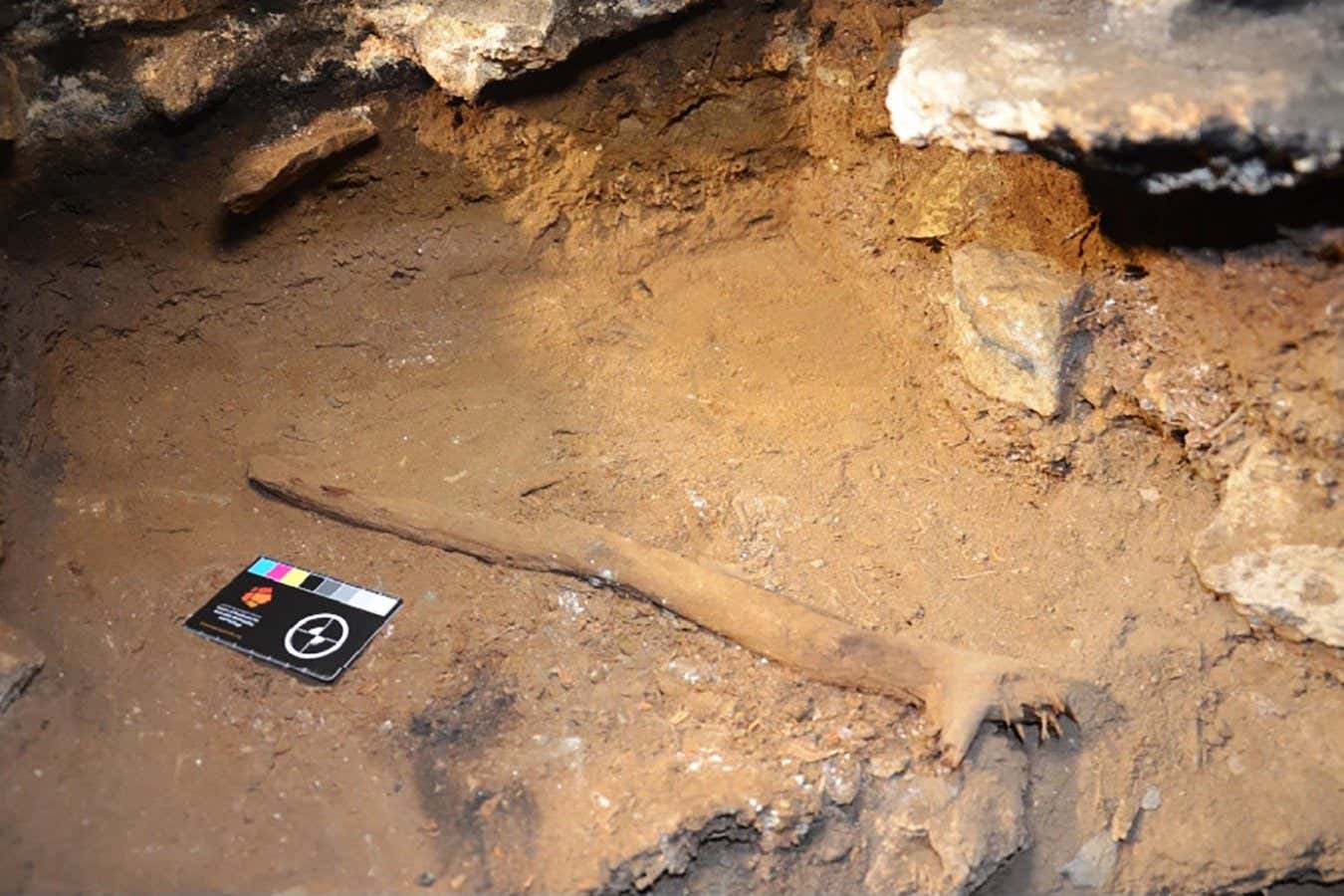 Fig. 2: The two miniature fireplaces with trimmed sticks immediately after they were exposed by excavation in Cloggs Cave square R31, with the sticks? bases not yet separated from the sediments in which they sit. https://www.nature.com/articles/s41562-024-01912-w/figures/2