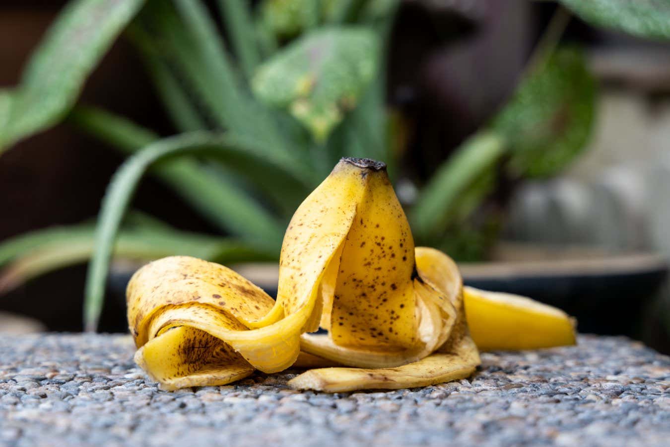 Banana peel against lush healthy plants in garden in background. Good source of organic fertilizer.; Shutterstock ID 2004741083; purchase_order: -; job: -; client: -; other: -
