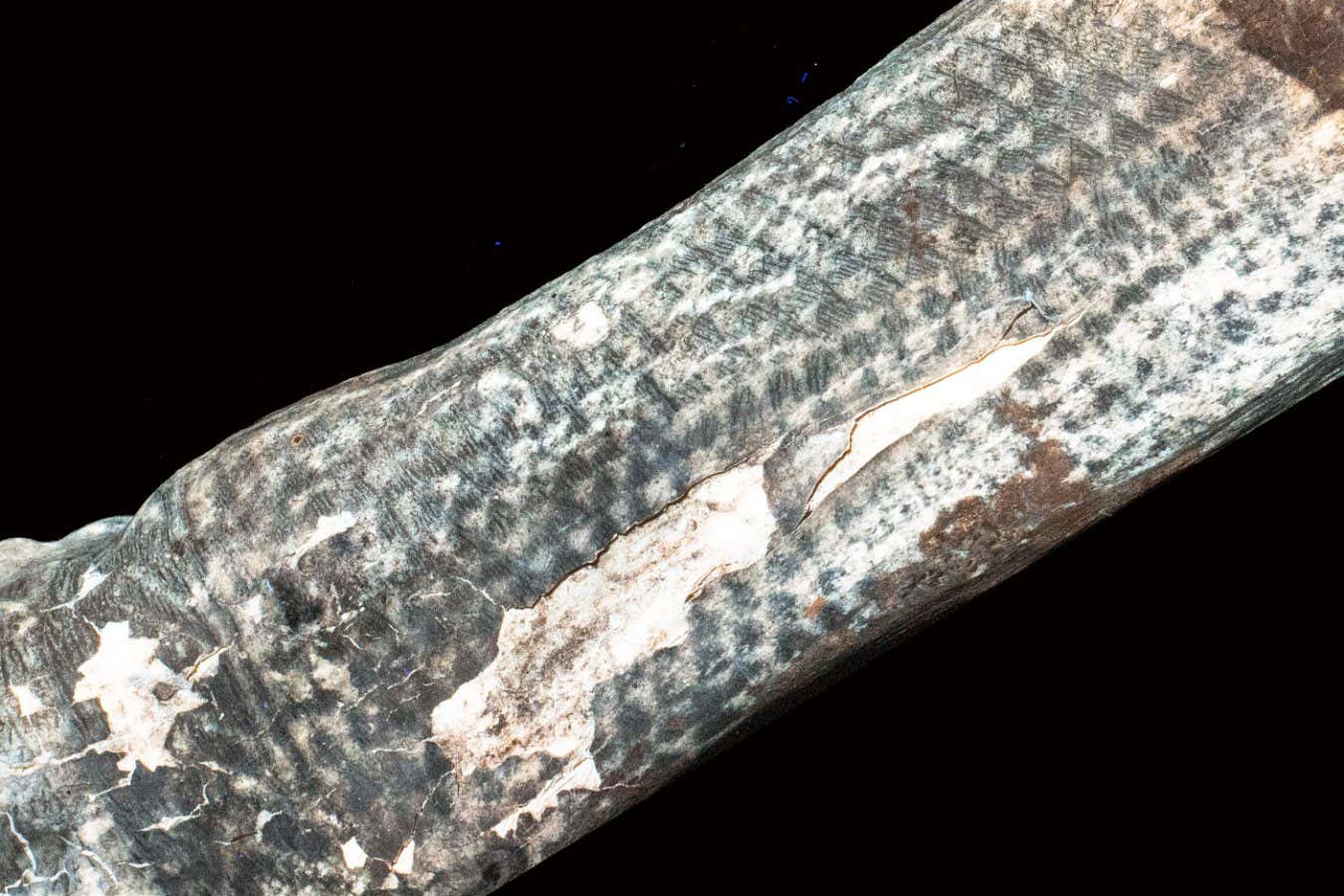 1,200-year-old mummified forearm under laser-stimulated fluorescence revealing details of tattoo designs. Credit Michael Pittman and Thomas G Kaye