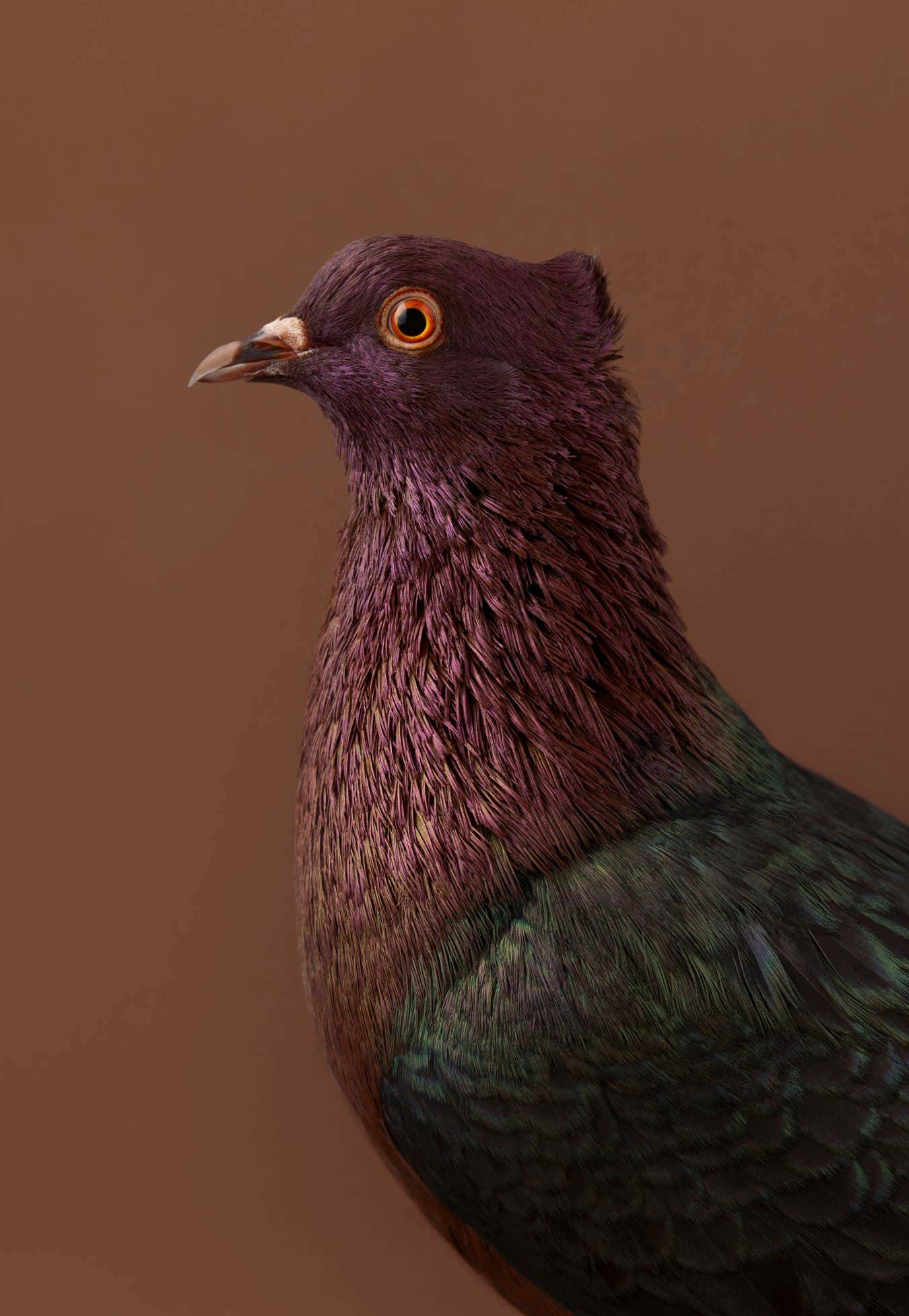 A Gimpel or Archangel pigeon