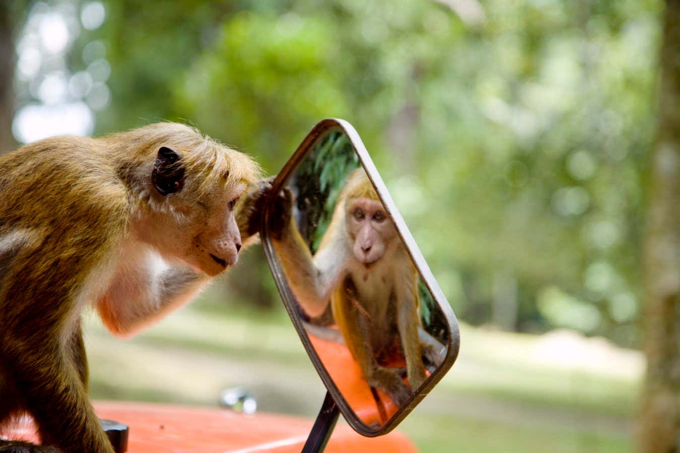 This look at animal consciousness is a moral workout – in the best way