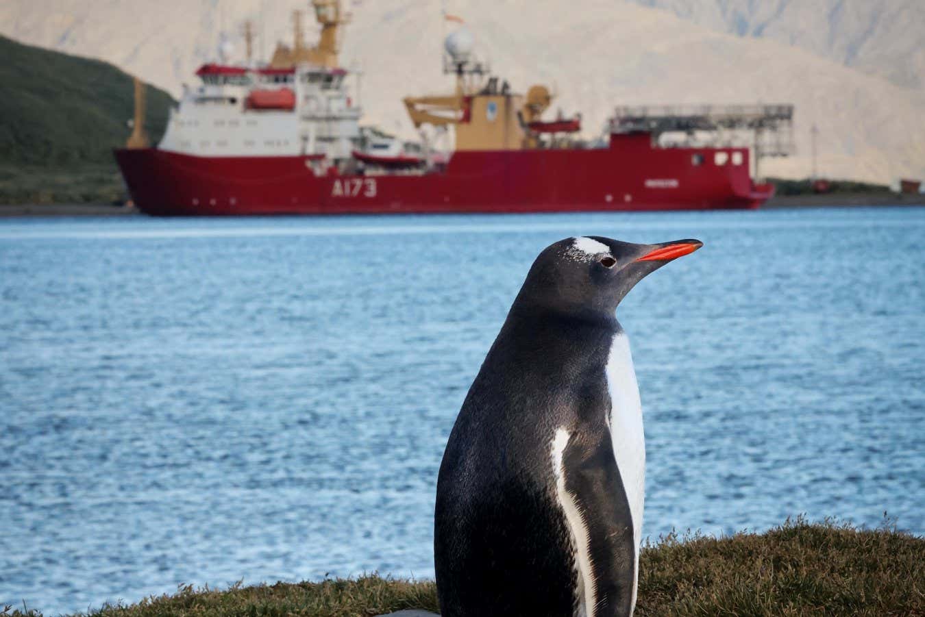 The world???s largest iceberg is on a collision course with the British Overseas Territory of South Georgia. These images of the A23a iceberg are taken from an RAF Atlas A400M aircraft as it flew a routine Operation COLDSTARE mission over the South Atlantic. The flight, conducted by 1312 Flight from Mount Pleasant in the Falklands, captured striking aerial images of the iceberg, which has been drifting north from Antarctica and is now approximately 173 miles (280km) from South Georgia. Experts fear it could ground and shatter upon impact, endangering the island's unique wildlife, including colonies of king penguins and millions of elephant and fur seals. South Georgia???s icy shores have faced such threats before. In 2004, the massive iceberg A38 grounded on the island???s continental shelf, blocking access to feeding grounds and leaving countless penguin chicks and seal pups to perish. The iceberg A23a, which originally calved from Antarctica???s Filchner Ice Shelf in 1986, became trapped on the seafloor and ensnared in an ocean vortex for decades. It finally broke free in December 2024, embarking on what experts describe as its ???final journey??? into warmer waters north of Antarctica. Satellite imagery reveals the iceberg is steadily shrinking, its towering cliffs???once rising 1,312ft (400m), taller than London???s Shard???are melting and disintegrating. Once covering an area of 3,900 sq km, it has reduced to 3,500 sq km, roughly the size of Cornwall. Large slabs of ice are constantly breaking away, tumbling into the surrounding ocean. A23a could splinter into massive fragments at any moment. These floating cities of ice could linger for years, unpredictably drifting around South Georgia and posing ongoing risks to the island's wildlife. The potential ecological impact is significant, as South Georgia is a haven for wildlife. The island supports some of the world???s most valuable king penguin colonies and is home to millions of fur and elephant seals. By capturing images of A23a, the RAF provides critical data to scientists, sailors, and conservationists worldwide, who are closely monitoring the iceberg's movements. As the iceberg looms closer, experts remain hopeful it may bypass the island. However, preparations are underway to mitigate potential damage to this fragile ecosystem. Where: South Georgia, SEA, United Kingdom When: 22 Jan 2025 Credit: UK MOD Crown copyright/Cover Images **EDITORIAL USE ONLY. MATERIALS ONLY TO BE USED IN CONJUNCTION WITH EDITORIAL STORY. THE USE OF THESE MATERIALS FOR ADVERTISING, MARKETING OR ANY OTHER COMMERCIAL PURPOSE IS STRICTLY PROHIBITED. MATERIAL COPYRIGHT REMAINS WITH STATED SUPPLIER.**