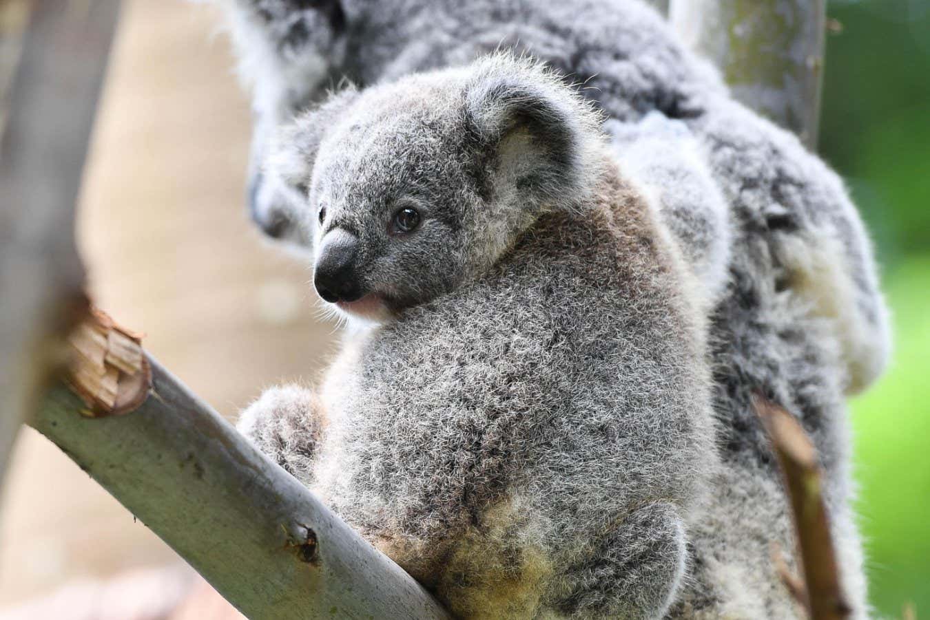 T64HY9 Guangzhou, China's Guangdong Province. 29th Apr, 2019. Koalas rest on a tree at the Chimelong Safari Park in Guangzhou, south China's Guangdong Province, April 29, 2019. A group of six koalas from Australia were introduced in the Guangzhou Chimelong Safari Park in 2006. After 13 years of introducing and breeding, the number of koalas in the park has reached 60 now. Credit: Liu Dawei/Xinhua/Alamy Live News