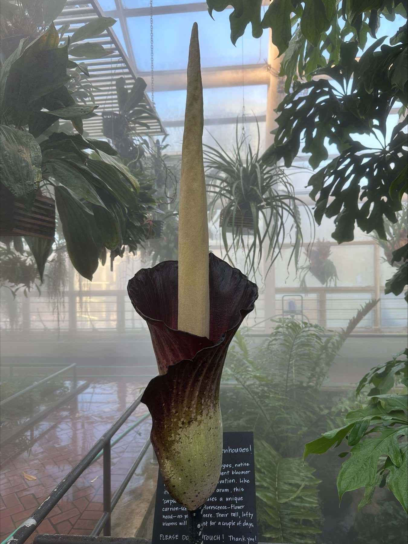 Amorphophallus gigas in Brooklyn Botanic Garden