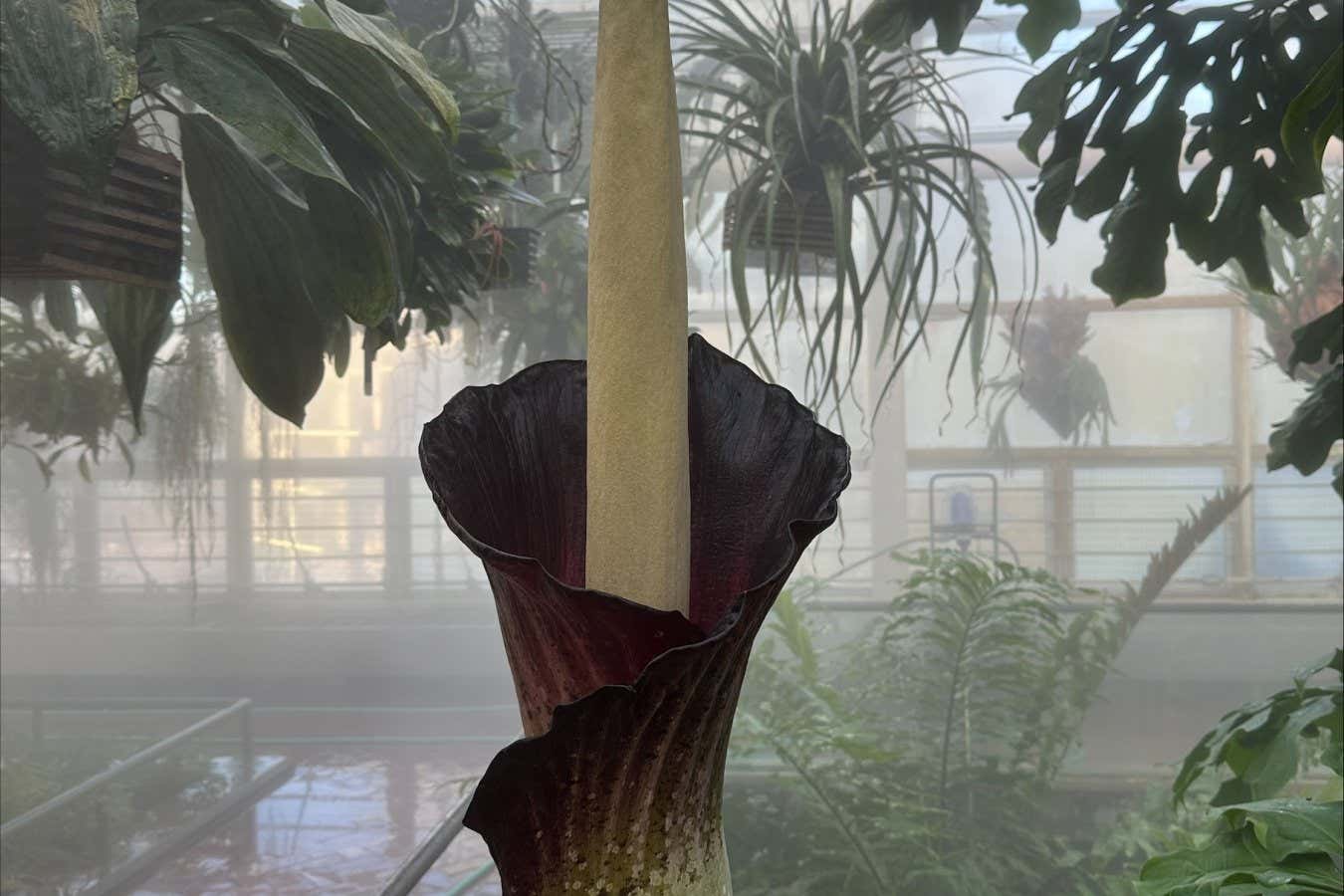 Amorphophallus gigas in Brooklyn Botanic Garden