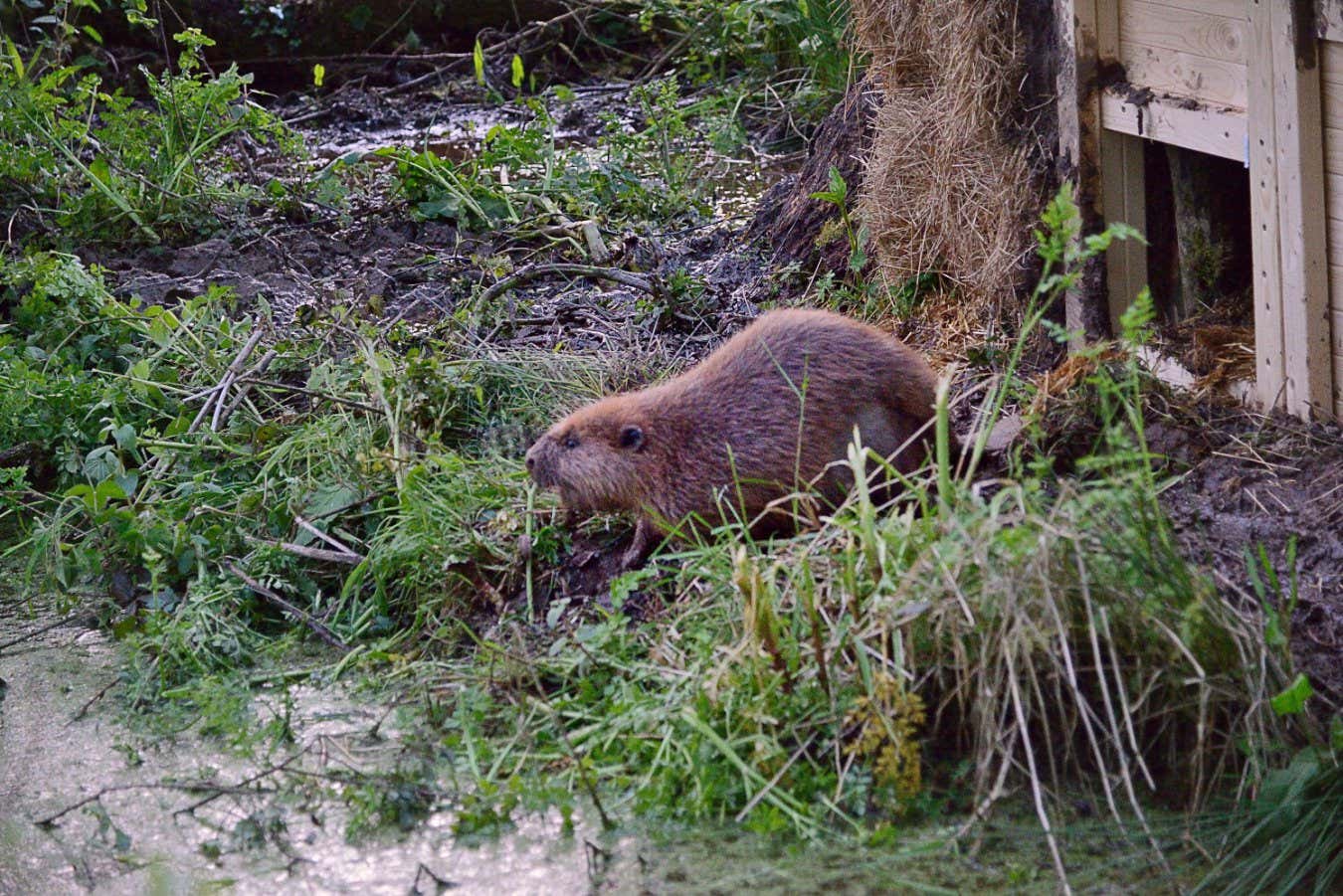 A Eurasian beaver that was reintroduced in Devon, UK