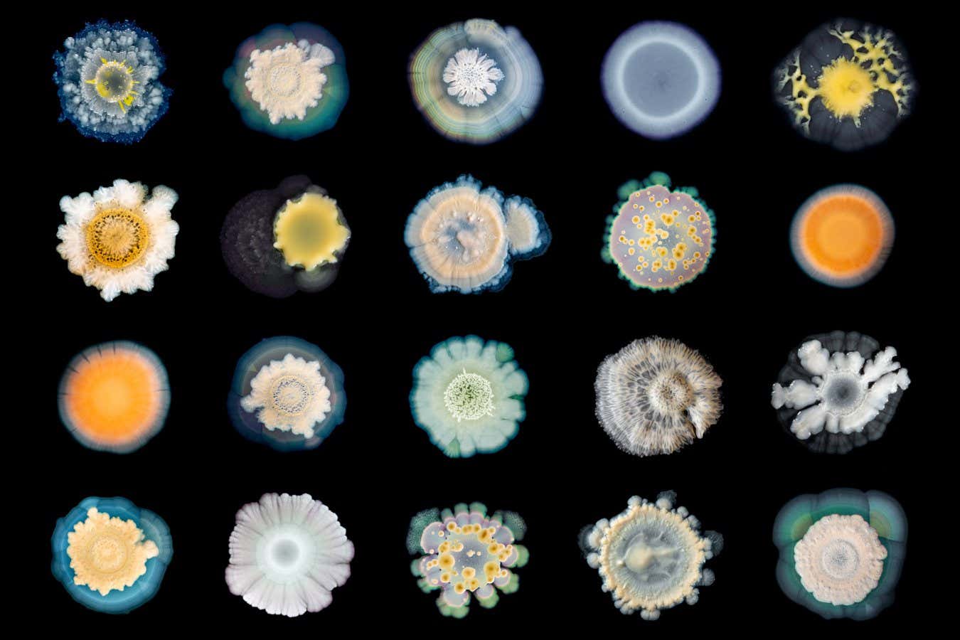 Dr Tim Cockerill - A Diversity of Forms, image courtesy of artist.