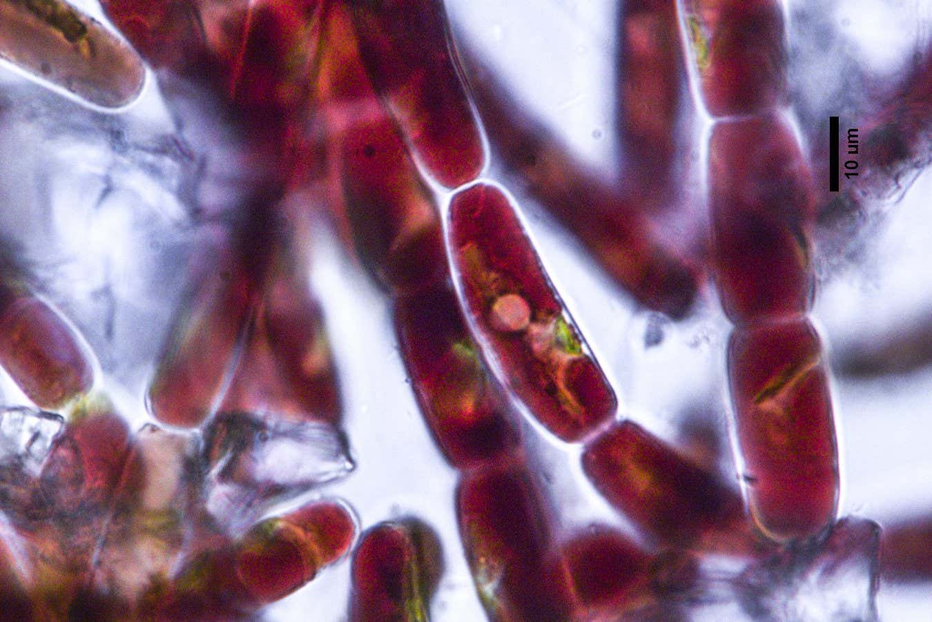 Glacier ice algae. Published in Nature Communications, under CC BY 4.0 Camera Name: DS-Fi2-U3 Numerical Aperture: 1.45 Refractive Index: 1.515 Camera Settings: Format: 2560x1920 Fine Exposure: ME 50 ms (-+0.0 EV) AnalogGain: 2.00 MeteringMode: Average NR: OFF Sharpness: Low Offset: 0.00 Saturation: 0.00 Hue: 0.00 WhiteBalanceRed: 0.92 WhiteBalanceBlue: 2.79 Presets: Neutral BitDepth: 8 High Quality Capture: ON